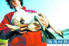 陈姨娘她修真回来了,揭秘神秘修真世界