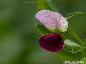 爱情发芽中,浪漫邂逅与心灵成长的温馨旅程