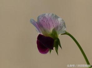 爱情发芽中,浪漫邂逅与心灵成长的温馨旅程