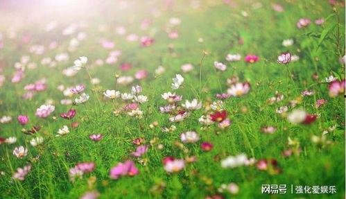 爱情发芽中,浪漫邂逅与心灵成长的温馨旅程