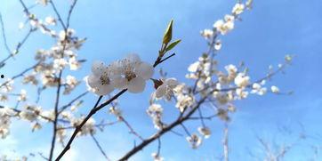 梨花欲谢人迟归,归期难觅——迟归人泪洒梨花时节