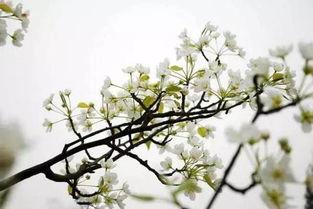 梨花欲谢人迟归,归期难觅——迟归人泪洒梨花时节